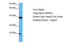 NDRG4 Antibody, Novus Biologicals 100 &mu;L; Unconjugated:Antibodies, Polyclonal